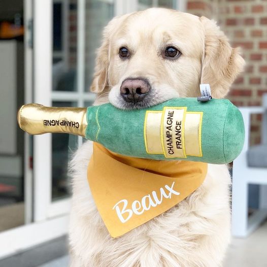 Champagne dog toy shop